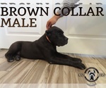 Small #2 Cane Corso