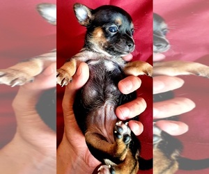 Chihuahua Puppy for sale in PROVIDENCE, RI, USA