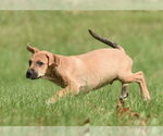 Small Photo #4 Australian Shepherd-Beagle Mix Puppy For Sale in Mechanicsburg, PA, USA