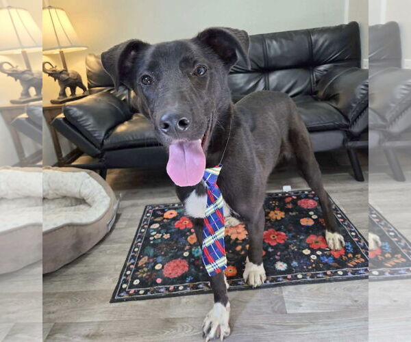 Medium Photo #4 Great Pyrenees-Unknown Mix Puppy For Sale in Anniston, AL, USA