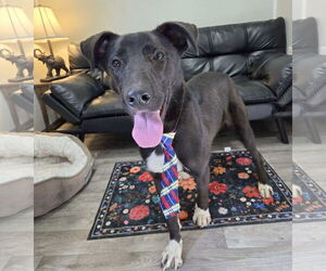 Shyloh - Male Great Pyrenees-Unknown Mix Dog for Adoption - Photo #4