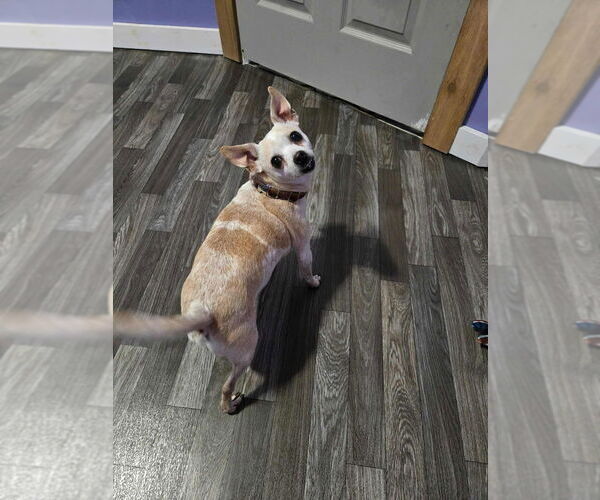 Medium Photo #3 Chihuahua-Unknown Mix Puppy For Sale in Aurora, IN, USA