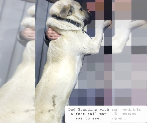 Medium Photo #8 Kangal Dog Puppy For Sale in SILVER LAKE, OR, USA