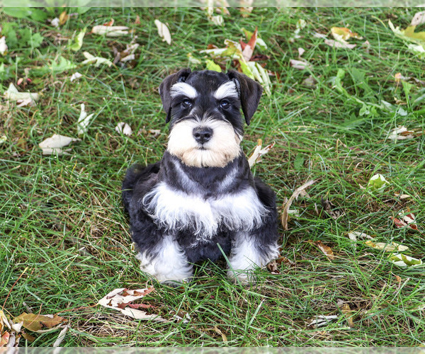 Medium Photo #5 Schnauzer (Miniature) Puppy For Sale in SYRACUSE, IN, USA