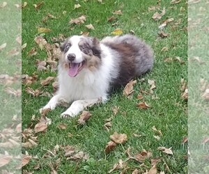 Father of the Border Collie puppies born on 02/27/2021