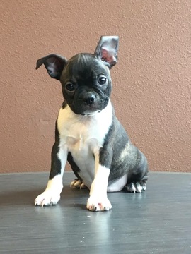 Medium Photo #1 Boston Terrier Puppy For Sale in KNOXVILLE, IA, USA