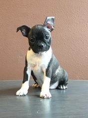 Boston Terrier Puppy for sale in KNOXVILLE, IA, USA