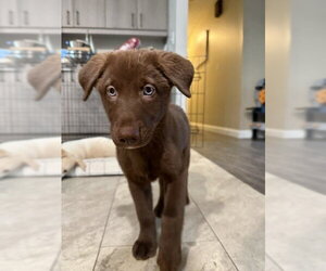 Labsky Dogs for adoption in Evansville, IN, USA