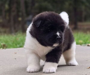 Medium Akita