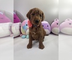 Puppy IVY Goldendoodle