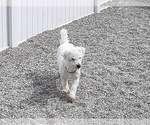 Small Photo #1 Cavachon Puppy For Sale in MOUNT PLEASANT, MI, USA