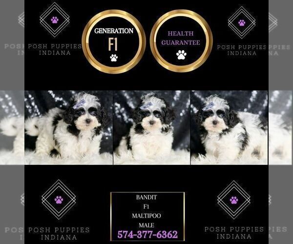 Medium Photo #57 Maltipoo Puppy For Sale in WARSAW, IN, USA