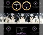 Small Photo #57 Maltipoo Puppy For Sale in WARSAW, IN, USA