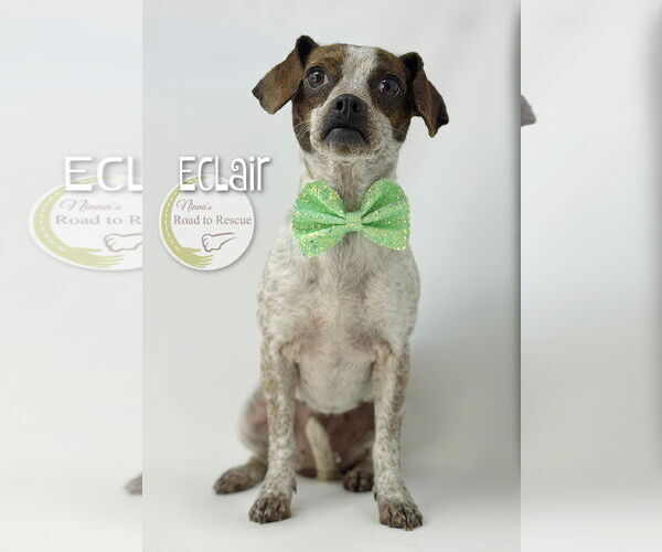 Medium Photo #2 Feist Terrier-Rat Terrier Mix Puppy For Sale in Benton, LA, USA