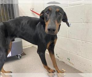 Doberman Pinscher Dogs for adoption in San Bernardino, CA, USA