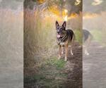 Small German Shepherd Dog