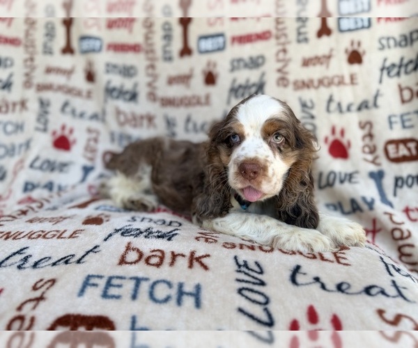 Medium Photo #3 Cocker Spaniel Puppy For Sale in LAKELAND, FL, USA