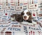 Small #2 Cocker Spaniel