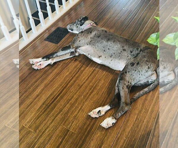 Medium Photo #3 Great Dane-Unknown Mix Puppy For Sale in Germantown, OH, USA