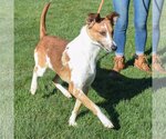 Small Photo #5 Collie-Greyhound Mix Puppy For Sale in Huntley, IL, USA