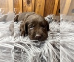 Small #5 Labrador Retriever