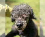 Small #5 Poodle (Miniature)