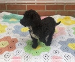 Small Photo #9 Springerdoodle Puppy For Sale in GADSDEN, AL, USA