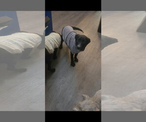 Labrador Retriever-Unknown Mix Dogs for adoption in Holly Springs, NC, USA
