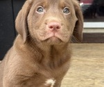 Small #3 Labrador Retriever