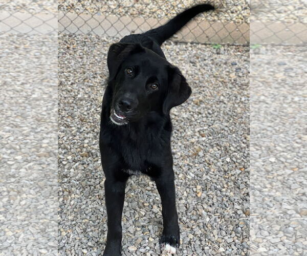 Medium Photo #4 Mutt Puppy For Sale in Manchester, MO, USA