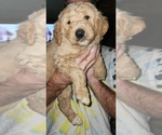 Small #3 Goldendoodle-Pyredoodle Mix