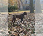 Small #8 American Pit Bull Terrier Mix