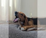 Small Photo #4 Beagle Puppy For Sale in Crystal, MN, USA