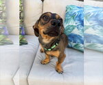 Small #1 Dachshund Mix