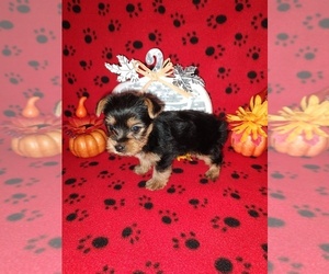 Yorkshire Terrier Puppy for sale in LAPEER, MI, USA