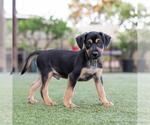 Small #1 Mutt