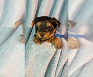 Yorkshire Terrier Puppy for sale in LEBANON, OR, USA
