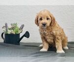 Small Photo #5 Goldendoodle-Poodle (Toy) Mix Puppy For Sale in NAPPANEE, IN, USA