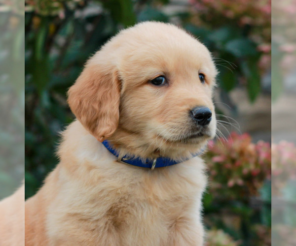 Medium Photo #3 Golden Retriever Puppy For Sale in LITITZ, PA, USA