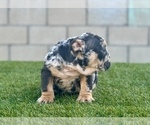 Small #11 English Bulldog