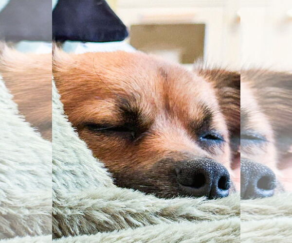 Medium Photo #11 Mutt Puppy For Sale in Philadelphia, PA, USA