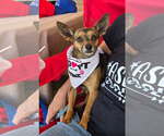 Small #1 Chihuahua