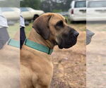 Small #30 Fila Brasileiro-Great Dane Mix
