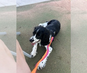Mother of the English Springer Spaniel puppies born on 05/11/2025