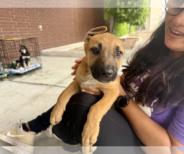 Medium Photo #1 Labrador Retriever-Unknown Mix Puppy For Sale in The Woodlands, TX, USA