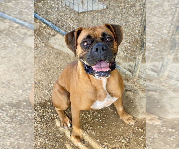 Medium Photo #2 Boxer Puppy For Sale in Austin, TX, USA