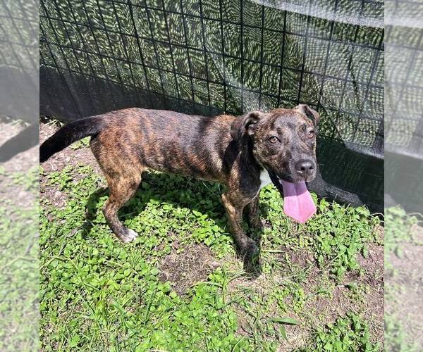 Medium Photo #3 Mutt Puppy For Sale in Abbeville, LA, USA