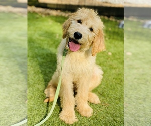Labradoodle Puppy for sale in DURHAM, NC, USA