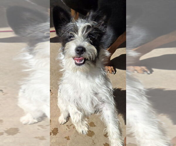 Medium Photo #4 Mutt Puppy For Sale in San Antonio, TX, USA