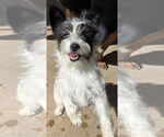 Small #3 Mutt